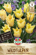Wildtulpe batalinii Bright Gem