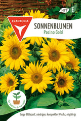 Frankonia Samen Sonnenblumen Pacino Gold