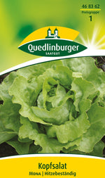 Quedlinburger Kopfsalat Mona