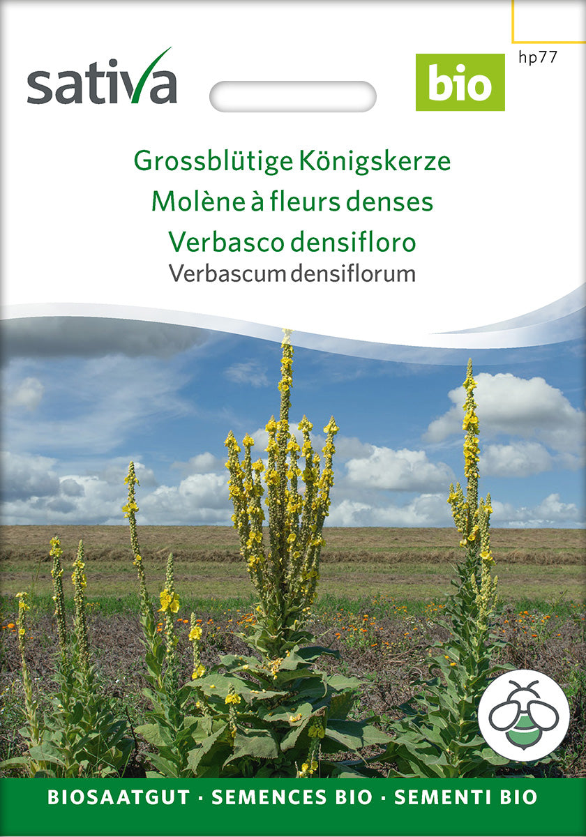 Sativa Verbascum densiflorum Grossblütige Königskerze