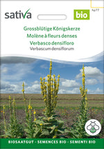 Sativa Verbascum densiflorum Grossblütige Königskerze