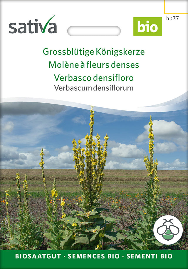 Sativa Verbascum densiflorum Grossblütige Königskerze
