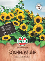 SPERLI Sonnenblumensame SPERLI's Gigant
