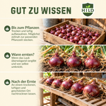 HILD Wintersteckzwiebel Akado 500 Gramm
