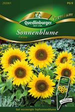 Quedlinburger Topfsonnenblume Pacino