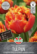 Premium Gefüllte Späte Tulpe Akebono