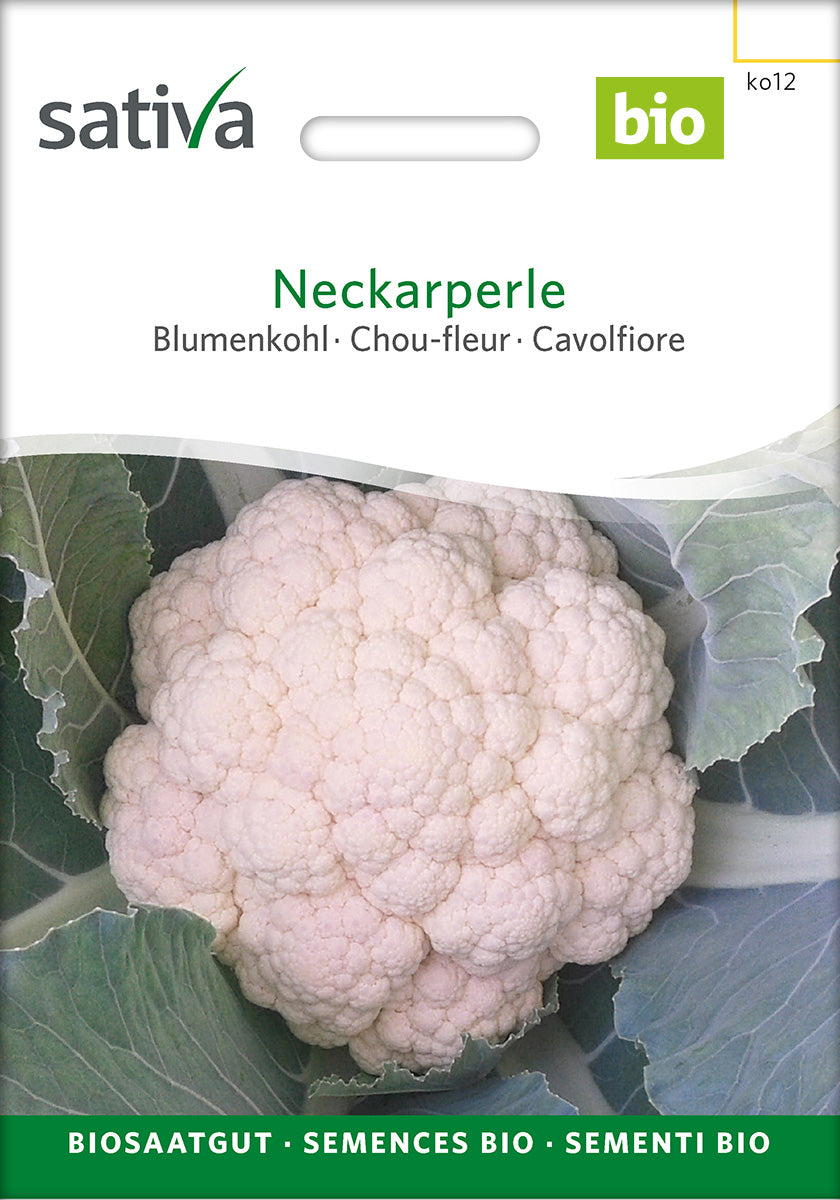 Sativa Blumenkohl Neckarperle