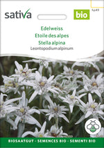 Sativa Leontopodium alpinum Edelweiss