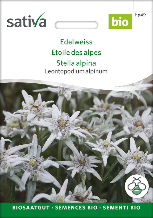 Sativa Leontopodium alpinum Edelweiss