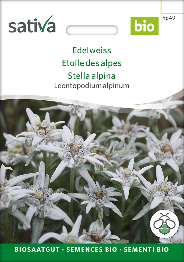 Sativa Leontopodium alpinum Edelweiss