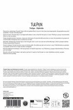 Triumph-Tulpe Kees Nelis