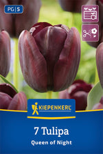 Einfache späte Tulpe Queen of Night