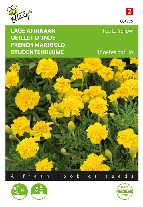 Buzzy Seeds Studentenblumen Petite Yellow