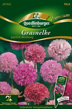 Quedlinburger Grasnelke Joystick Mischung
