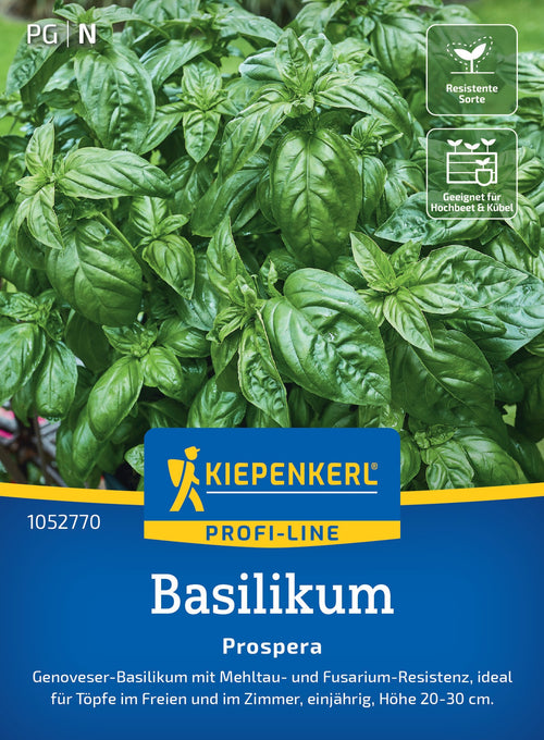 Kiepenkerl Basilikum Prospera