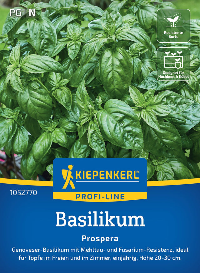 Kiepenkerl Basilikum Prospera