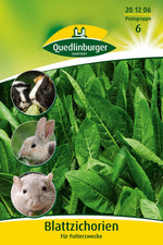 Quedlinburger Blattzichorien für Futterzwecke