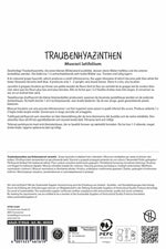 Breitblättrige Traubenhyazinthe