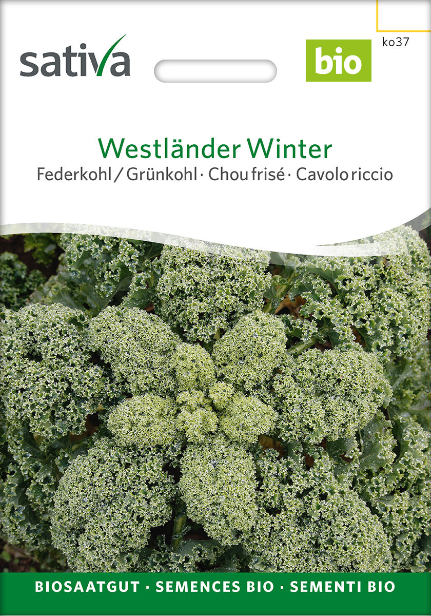 Sativa Federkohl / Grünkohl Westländer Winter