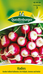 Quedlinburger Radieschen Rundes halbrot-halbweiss