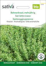 Sativa Bohnenkraut mehrjährig