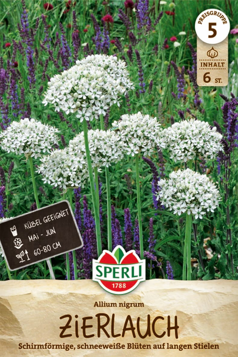 Zierlauch Allium nigrum
