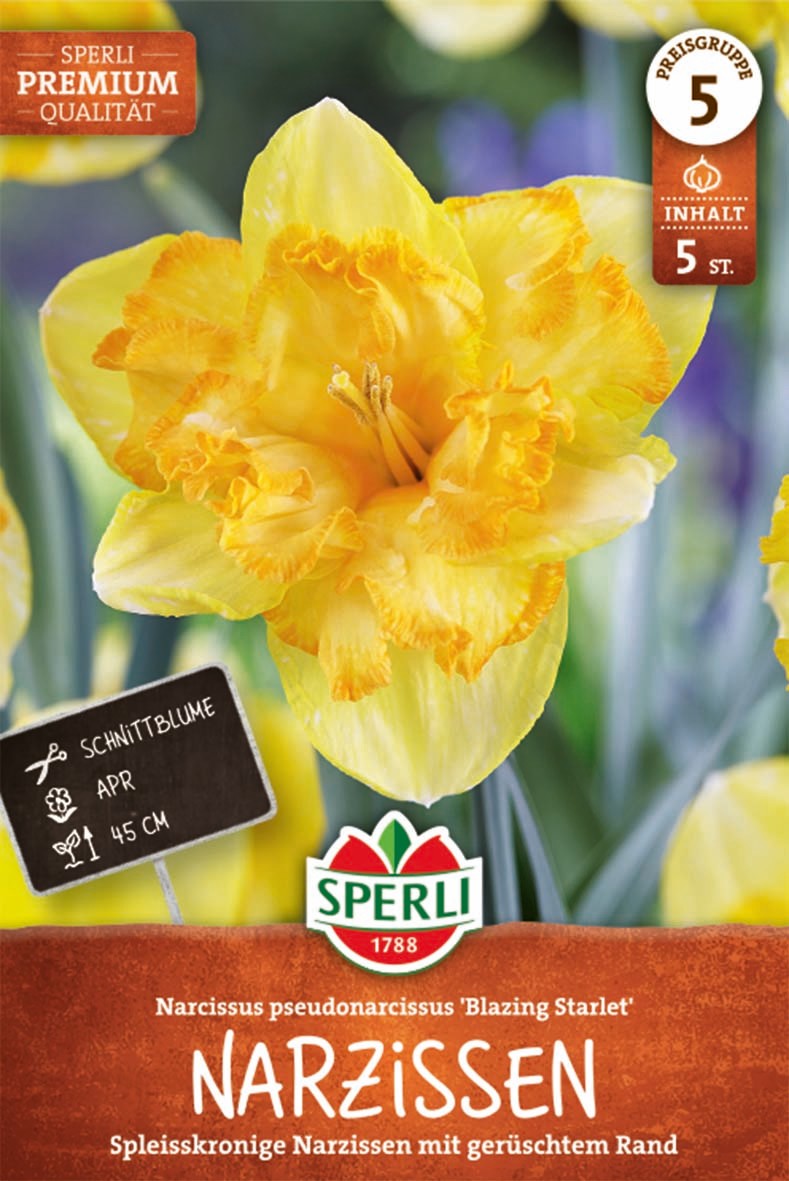 Premium Spleißkronige Narzisse Blazing Starlet