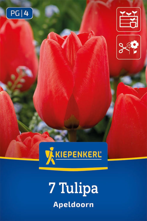 Darwin-Hybrid-Tulpe Apeldoorn