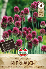 Zierlauch Allium sphaerocephalon