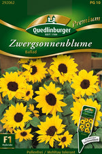 Quedlinburger Topfsonnenblume Ballad