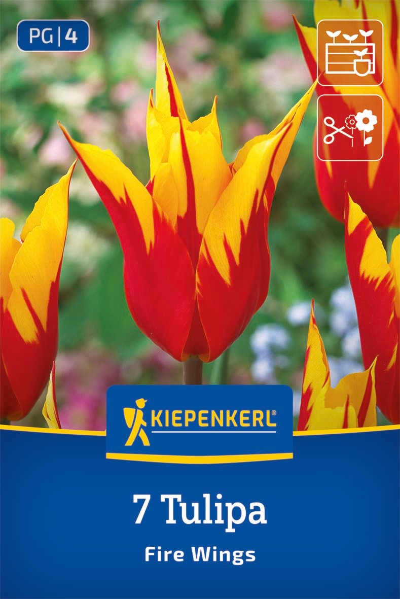 Lilienblütige Tulpe Fire Wings