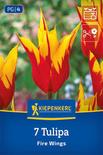 Lilienblütige Tulpe Fire Wings