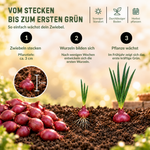 HILD Wintersteckzwiebel Akado 250 Gramm