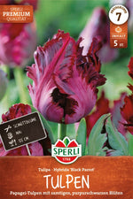 Premium Papagei-Tulpe Black Parrot