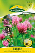 Quedlinburger Gründüngung Rotklee