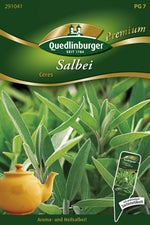 Quedlinburger Salbei Echter Ceres
