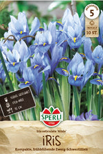Zwerg-Iris Alida