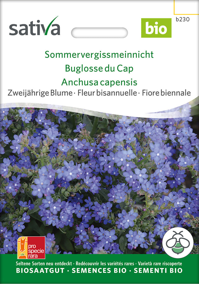 Sativa Sommervergissmeinnicht
