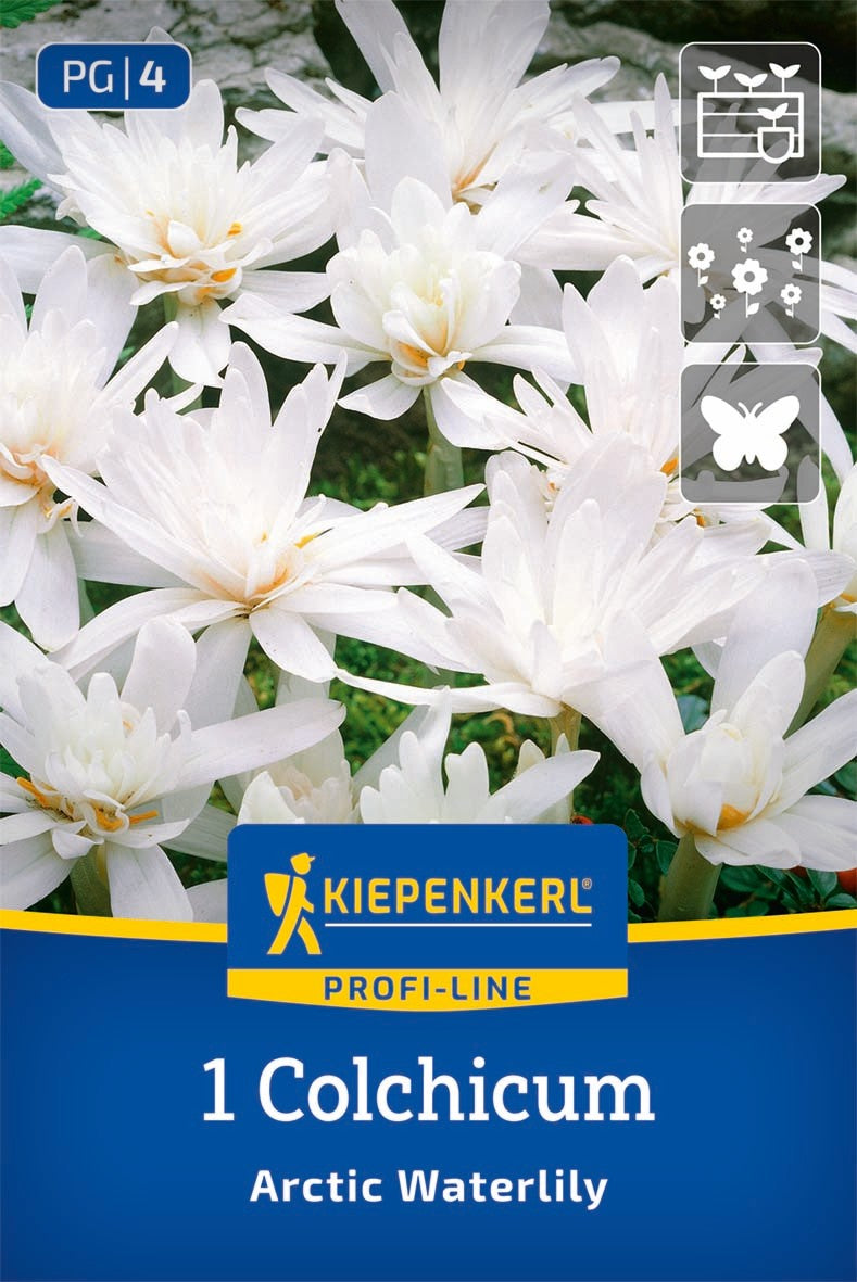Profi-Line Herbstzeitlose Arctic Waterlily
