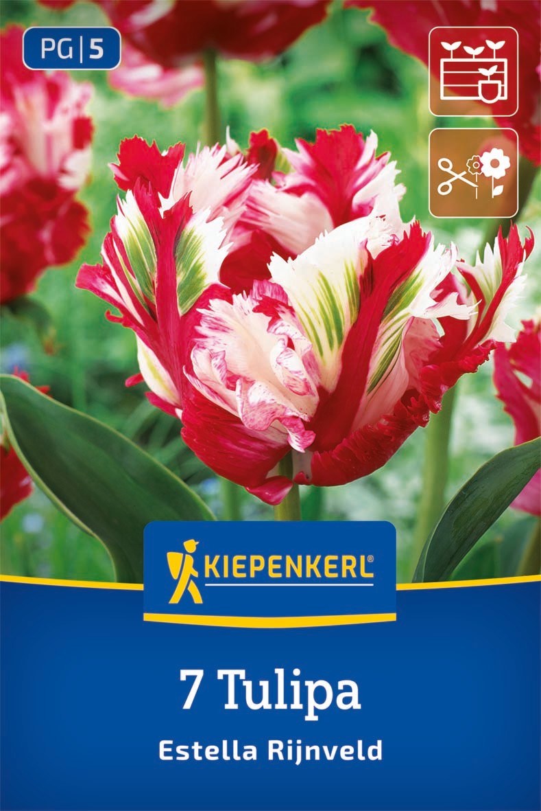 Papagei Tulpe Estella Rijnveld
