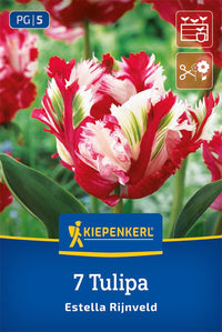 Papagei Tulpe Estella Rijnveld