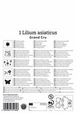 Asiatische Lilie Grand Cru