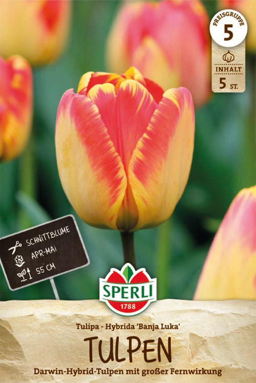 Darwin-Hybrid-Tulpe Banja Luka
