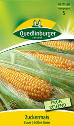 Quedlinburger Zuckermais Elan