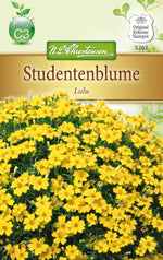 N.L. Chrestensen TagetesLulu, kleinblütig, hellgelb