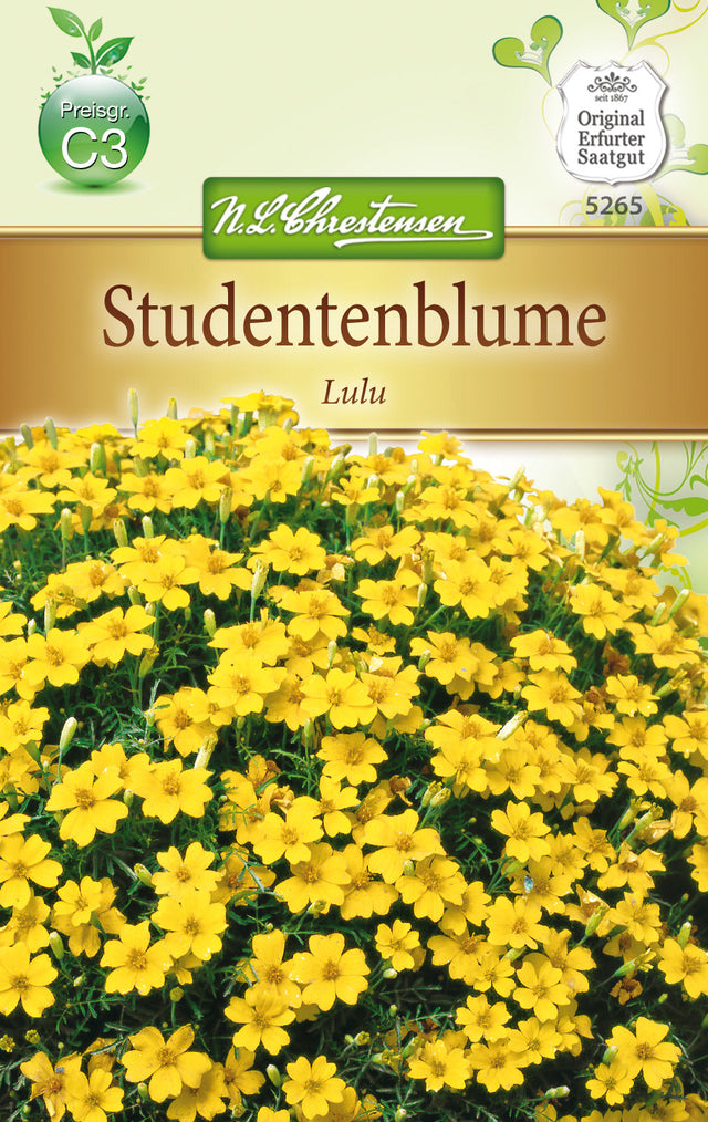 N.L. Chrestensen TagetesLulu, kleinblütig, hellgelb