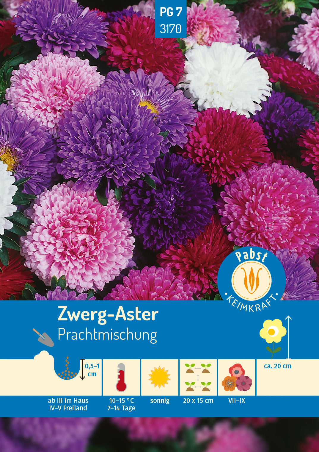 Pabst Keimkraft Zwerg-Aster Mischung