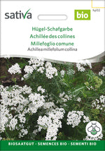 Sativa Achillea millefolium collina Hügel-Schafgarbe
