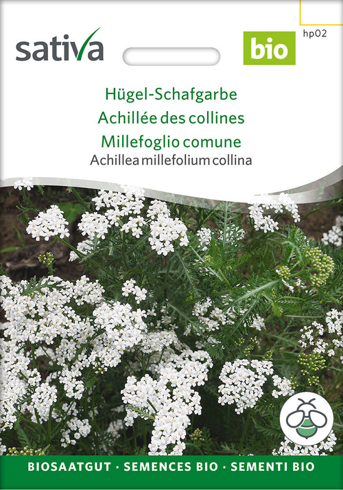 Sativa Achillea millefolium collina Hügel-Schafgarbe