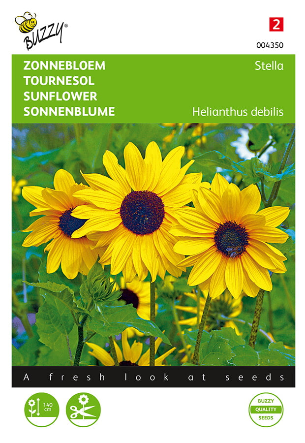Buzzy Seeds Sonnenblumen Stella kleinblumige
